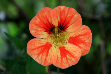 Fototapeta premium Nasturtium flowers. Tropaeolum majus garden nasturtium, Indian cress, or monks cress is a species of flowering plant in the family Tropaeolaceae. Flower and foliage.