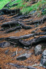 Forest trail with tree roots. Hiking in coniferous forest