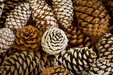 Looking down on decorative christmas pine cones