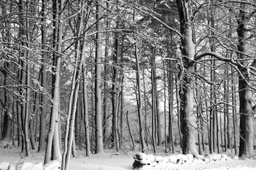 Black and White Tree Line