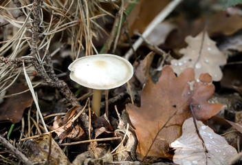 Pilz, Pilze bevölkern den Wald und erfüllen ihn mit Leben