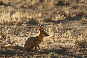 Cape fox (Vulpes chama) sitting on the sand in Kalahari desert.