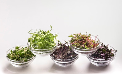 Fototapeta na wymiar Assortment of fresh and healthy microgreens in plates on white