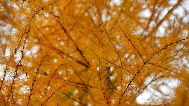 Yellow Pine Tree Needles Close-Up in Autumn Forest. Forest tree in the early autumn. Close up shot.