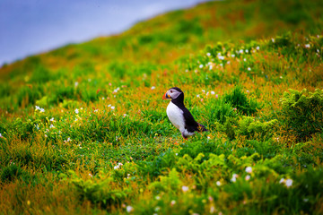 Atlantic Puffin in green grass