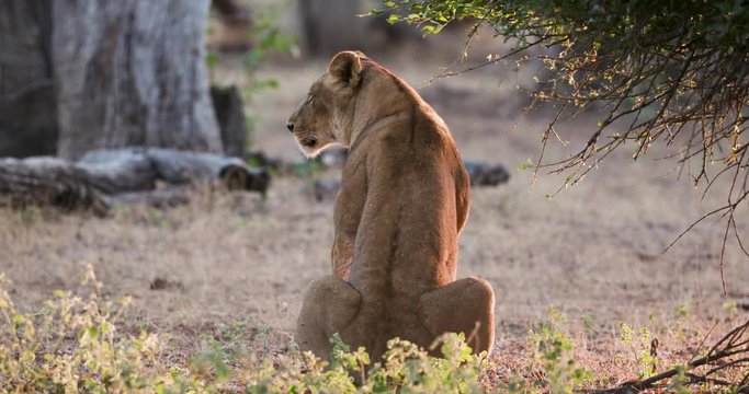 Rear view of a lioness sitting with her back towards camera, gets up and walks away, Gonarezhou National Park, Zimbabwe