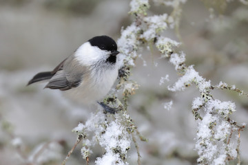 willow tit