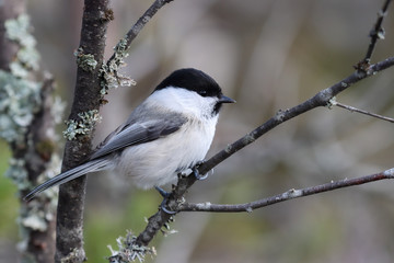 Obraz premium willow tit