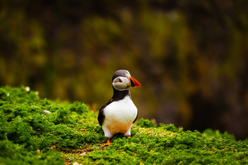 Atlantic Puffin on edge of cliff