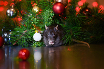 cute rat under the christmas tree. symbol of the new year 2020 on the eastern calendar