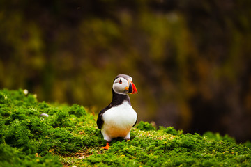 Atlantic Puffin on edge of cliff