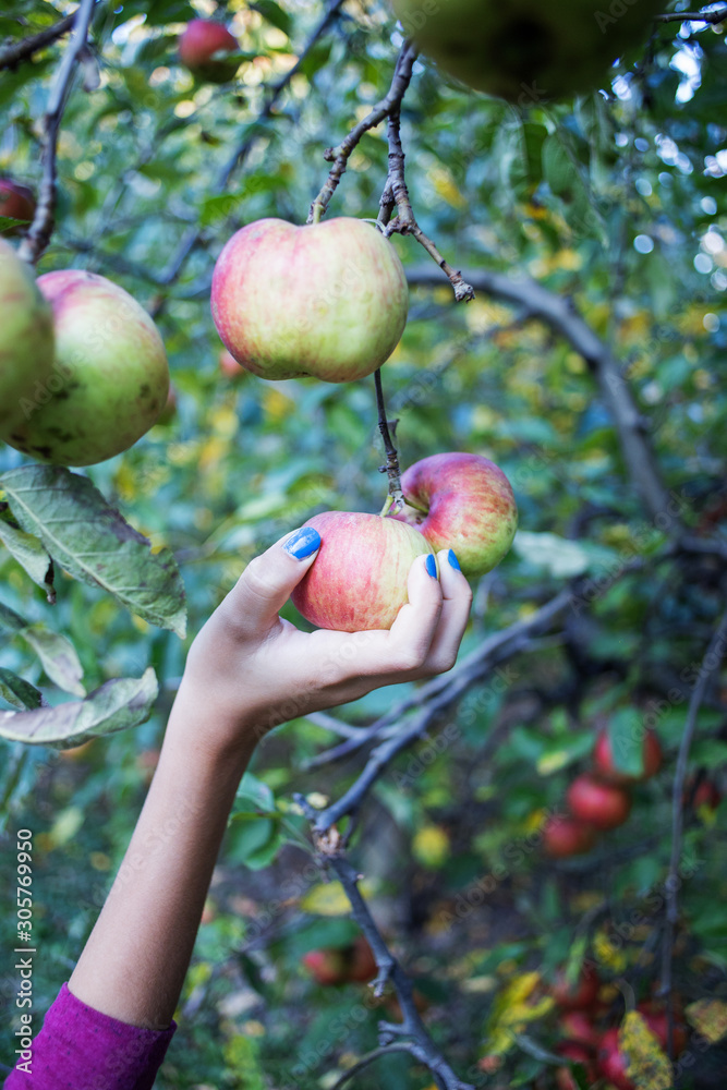 Wall mural girl picking apple from the tree