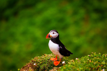 Atlantic Puffin on edge of cliff