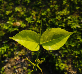 TWO LEAFS