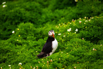 Atlantic Puffin in green grass