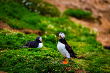 Atlantic Puffin with grass in beak