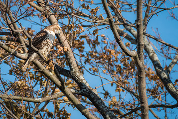 Hawk in a tree watches for prey