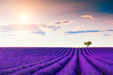 Lavender fields with heart-shape tree near Valensole, Provence, France. Beautiful summer landscape. Blooming lavender flowers