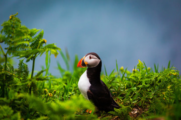 Atlantic Puffin on edge of cliff