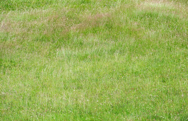 different herbs field background