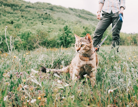 Woman walking with curious red cat on a leash on nature.
