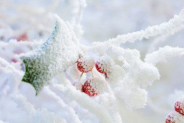 雪の中のヒイラギの赤い実