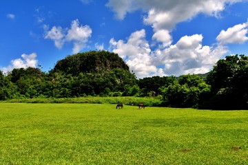 Viñales Valley in Pinar del Rio, leafy valley where tobacco and coffee are grown