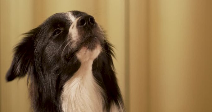 Close up of border collie barks in slow motion, adorable border collie dog is tilting his head, dog, border collie, pet, animal, collie, puppy, cute, canine, slow motion