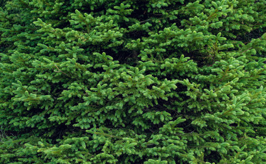 green prickly branches of a fur-tree or pine background
