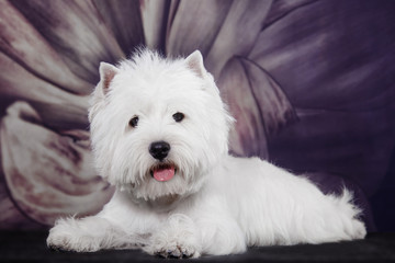Small white dog of the West Highland White breed on the background of a  flower