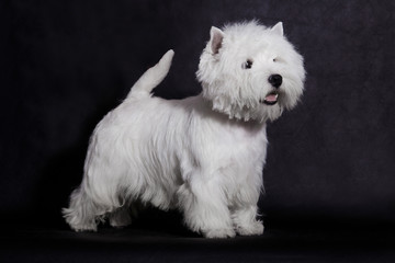 Small white dog of the West Highland White Terrier breed on a black background