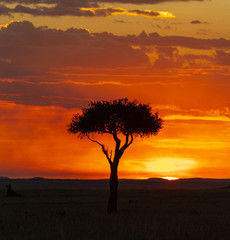 Naklejka na ściany i meble Sunset in Maasai Mara