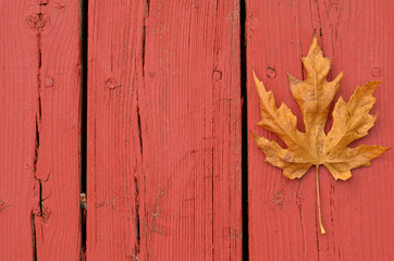 Dry yellow/orange Maple leaf (acer palmatum) placed on red wooden patio in fall season in Canada, USA. Concept background shot depicting the end of autumn, fall season and start of winters 