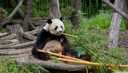 pandabeer in de dierentuin van Berlijn