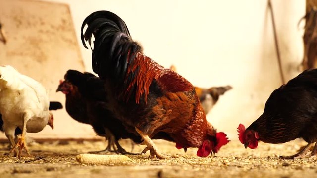 Red rooster with hens eating wheat grains on the grand in a rural garden in the countryside.  Close-up of poultry.