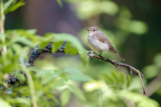 Red-breasted Flycatcher