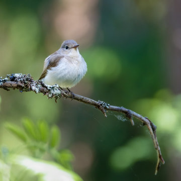 Red-breasted Flycatcher