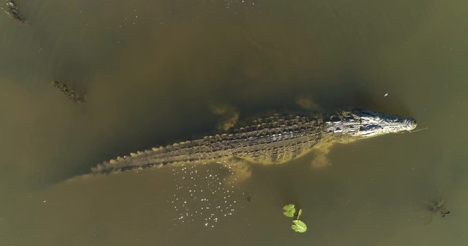 Aerial zoom out view of a large crocodile swimming amongst water lilies in a river,  Zimbabwe
