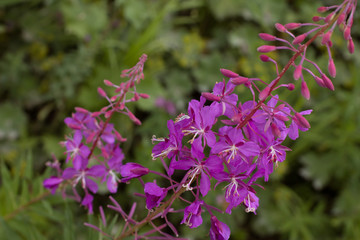 purple flowers of blooming sally in the forest