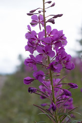 blooming sally purple flowers on a green background
