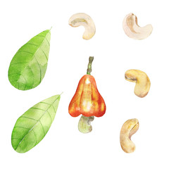 Watercolor cashew nuts collection