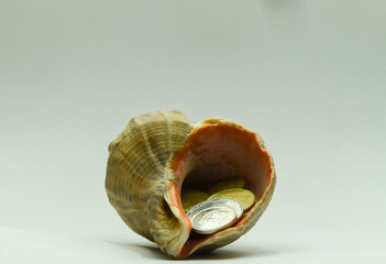 Seashell Rapan sea with coins on a white background