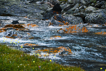 Mountain stream with yellow stones. Rapid flow of river, boiling water