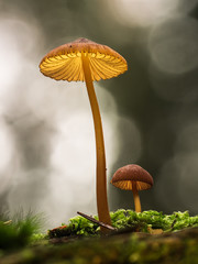 Zwei kleine Pilze mit gelben Kappen stehen im Moos und werden vom Sonnenlicht durchleuchtet.