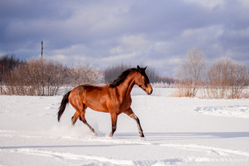 Bay horse in the snow trotting