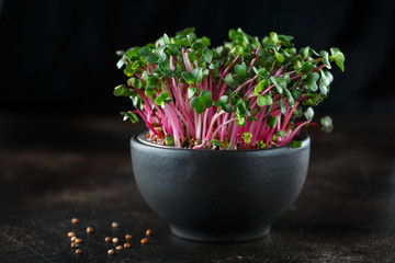 Close-up of radish microgreens - green leaves and purple stems. Sprouting Microgreens. Seed...