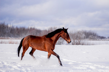 Bay horse in the snow trotting