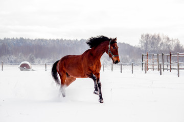 Brown horse galloping in the snow field