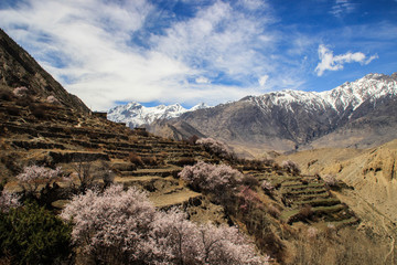 Beautiful nature views of the Himalayas mountains in Nepal. The highest pedestrian pass in the world Torong La on a trekking circle around Annapurna. Snowy mountains of the Himalayas.