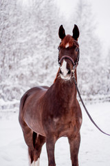 Portrait of beautiful chestnut mare in snow forest